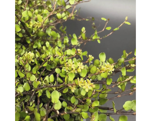 Närbild av en konstgjord korallbuske med blommor