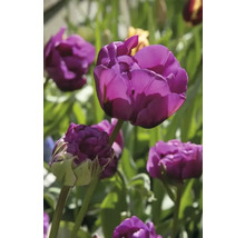 Närbild av lila tulpanblommor i trädgården