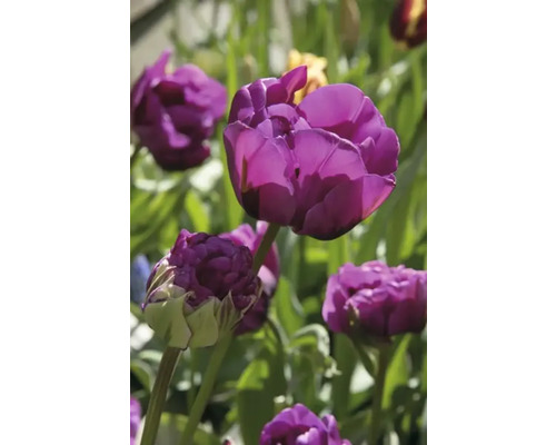 Närbild av lila tulpanblommor i trädgården