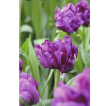 Närbild av lila tulpanblommor i trädgården.