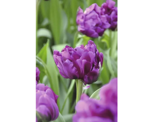 Närbild av lila tulpanblommor i trädgården.