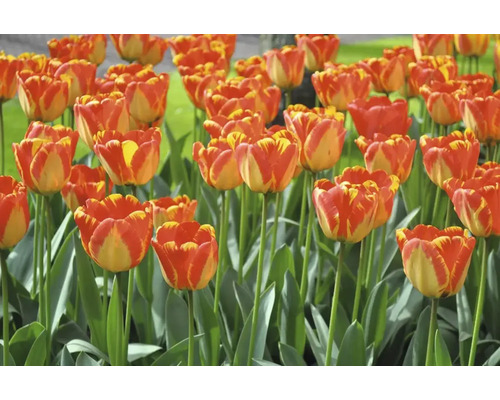 Fält med rödgula tulpanblommor och gröna stjälkar