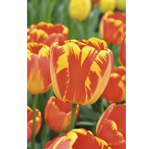 Närbild av tulpaner med blommor i randigt mönster