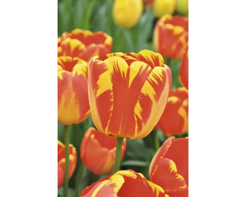 Närbild av tulpaner med blommor i randigt mönster