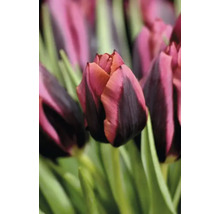 Närbild av en tulpanblomma