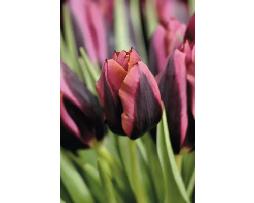 Närbild av en tulpanblomma