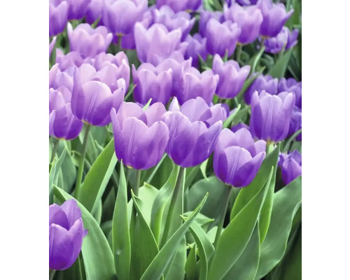 Närbild av lila tulpaner i trädgården.