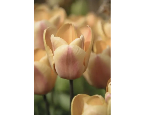 Närbild av tulpanblommor i trädgården