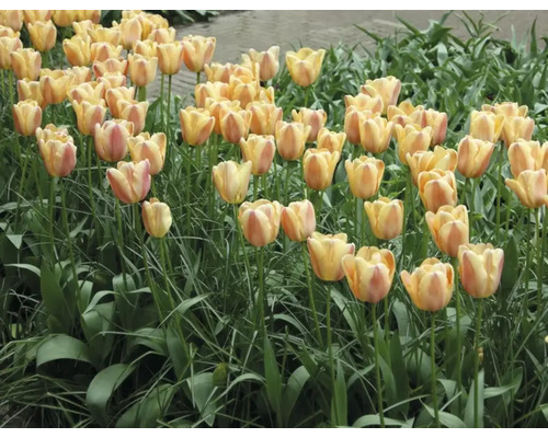 Fält med tulpanblommor