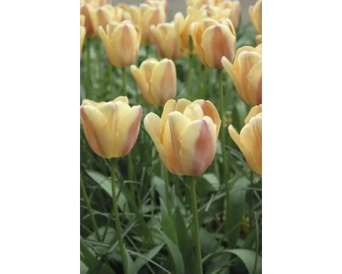 Fält med gula tulpanblommor