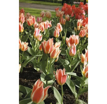 Tulpanrabatt med röda och tvåfärgade blommor