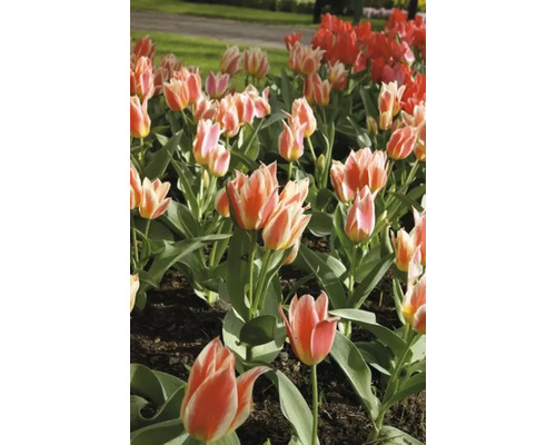 Tulpanrabatt med röda och tvåfärgade blommor