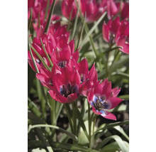 Närbild av röda tulpanblommor i en rabatt