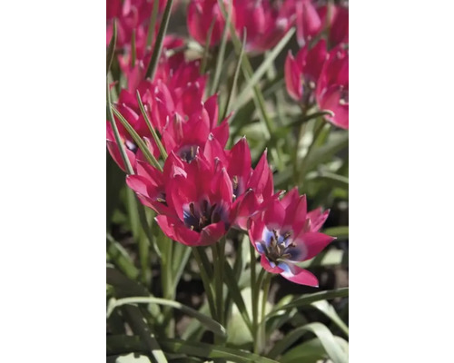 Närbild av röda tulpanblommor i en rabatt