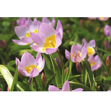 Närbild av tulpanblommor i en rabatt