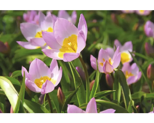 Närbild av tulpanblommor i en rabatt