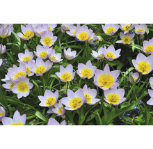 Närbild av ljuslila tulpaner med gula blomhuvuden