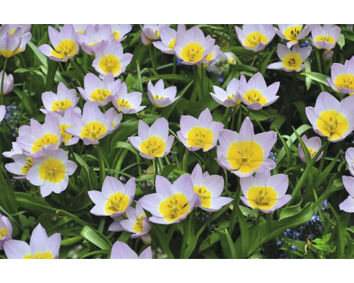 Närbild av ljuslila tulpaner med gula blomhuvuden