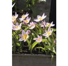 Blommande tulpaner i blomlåda