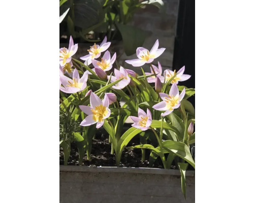 Blommande tulpaner i blomlåda