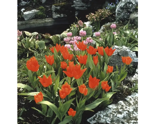 Trädgårdslandskap med tulpanrabatt, stenar och damm