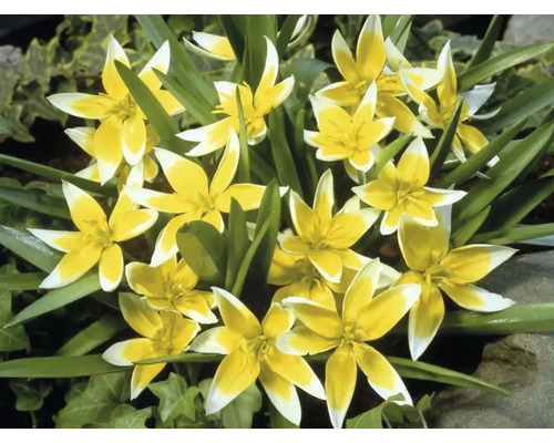 Närbild av en grupp gulvita Tarda-tulpaner i trädgården.