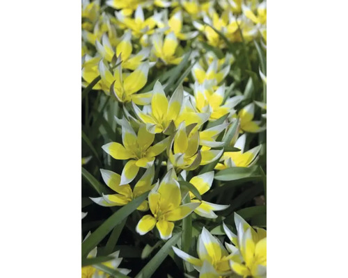 Närbild av gulvita vildtulpaner i en rabatt.