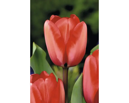 Närbild av en röd tulpanblomma