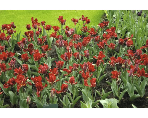 Blomstbädd med röda papegojtulpaner