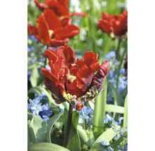 Röd fylld tulpanblomma i trädgårdsrabatten