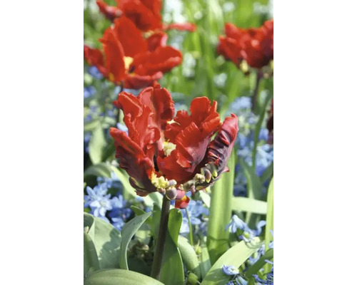 Röd fylld tulpanblomma i trädgårdsrabatten