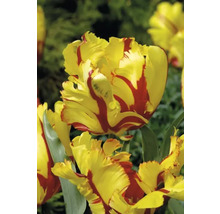 Gulröd tulpanblomma i detalj