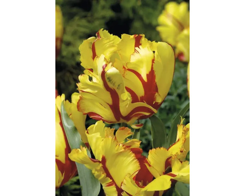 Gulröd tulpanblomma i detalj