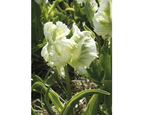 Fylld tulpan med vitgröna blomblad i trädgården