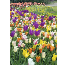 Blomsterrabatt med tulpaner i olika färger