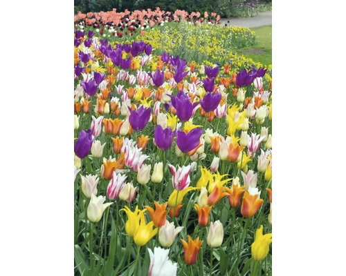 Blomsterrabatt med tulpaner i olika färger