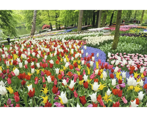 Utsikt över ett fält med färgglada tulpaner i en park.