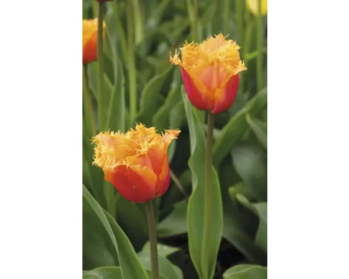 Närbild av två rödgula tulpaner i en rabatt.