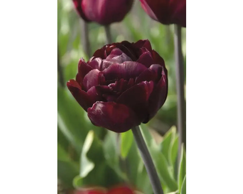 Närbild av en mörkröd tulpan i trädgården.