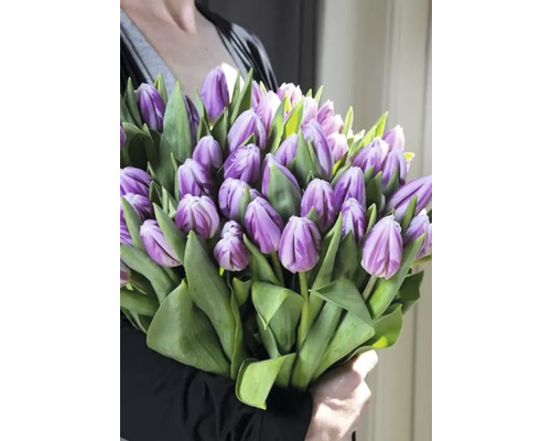 Bukett med lila tulpaner med gröna blad