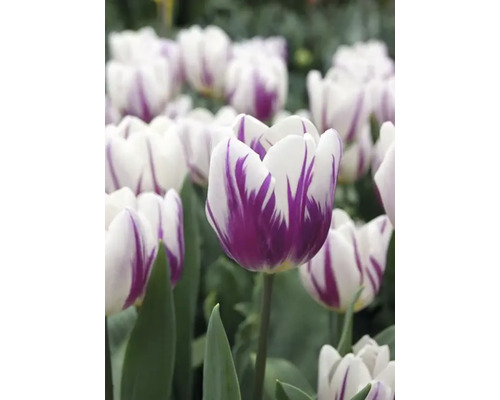 Närbild av vita tulpaner med lila mönster