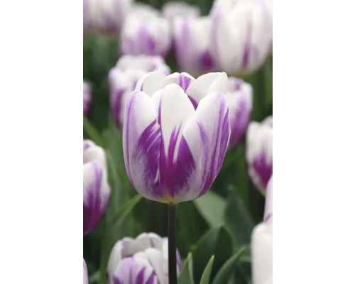 Närbild av en vit och lila tulpan