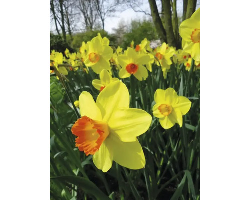 Närbild av gula påskliljor med orange mitt i trädgården.