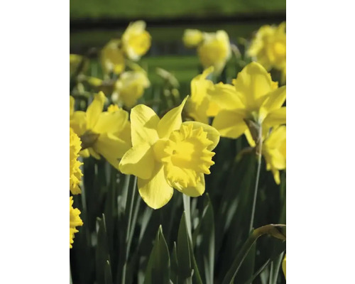 Gula påskliljor i trädgården