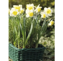 Narcisser i en grön korg