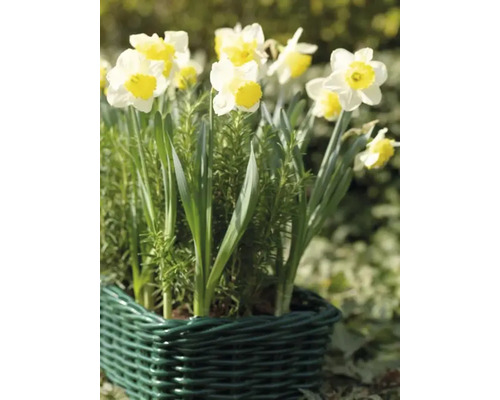 Narcisser i en grön korg
