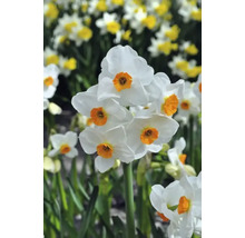 Närbild av blommande påskliljor med vita kronblad och orange mitt.