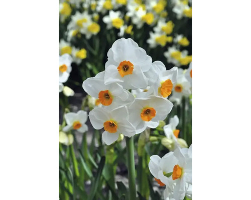 Närbild av blommande påskliljor med vita kronblad och orange mitt.