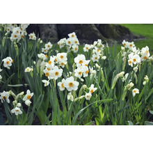 Fält med blommande påskliljor i trädgården