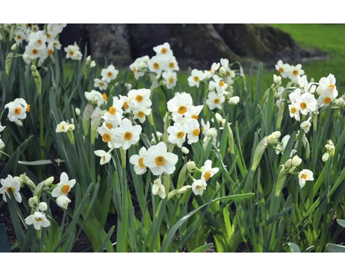 Fält med blommande påskliljor i trädgården
